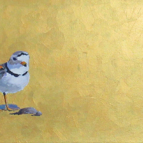 Marsha Schuld - Piping Plovers